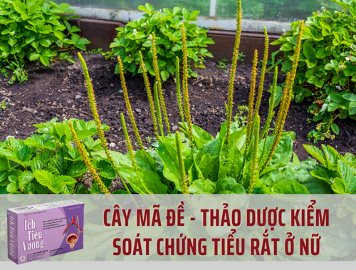 Cây Mã đề - Thảo dược thiên nhiên kiểm soát chứng tiểu rắt ở nữ hiệu quả 